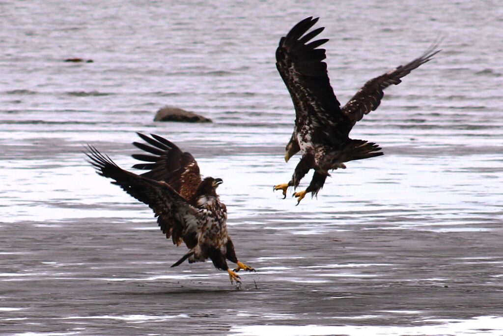 Eagles ©Perry Miller