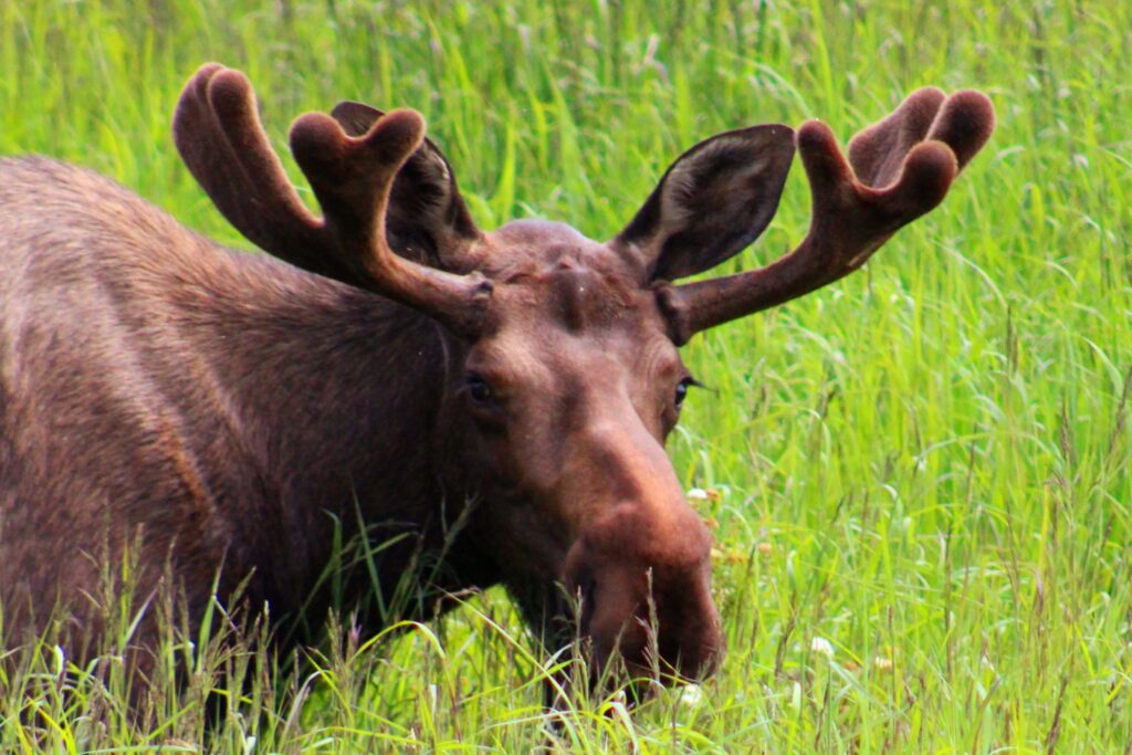 Bull Moose ©Perry Miller
