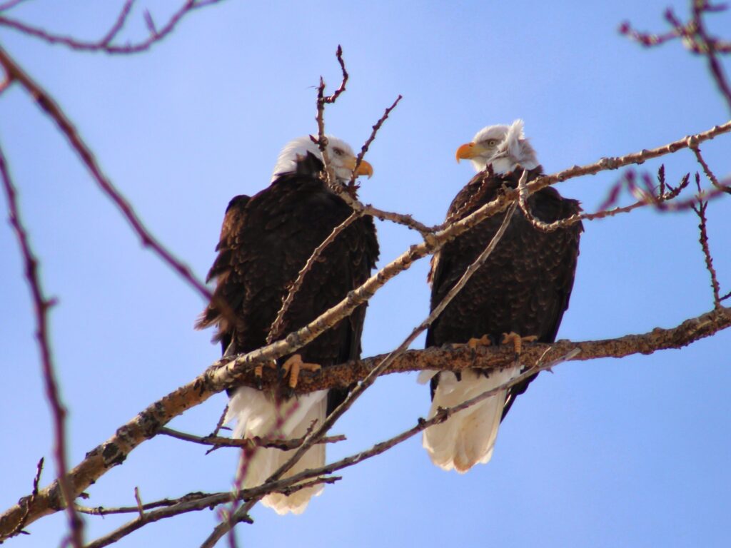Couple Goals ©Perry Miller