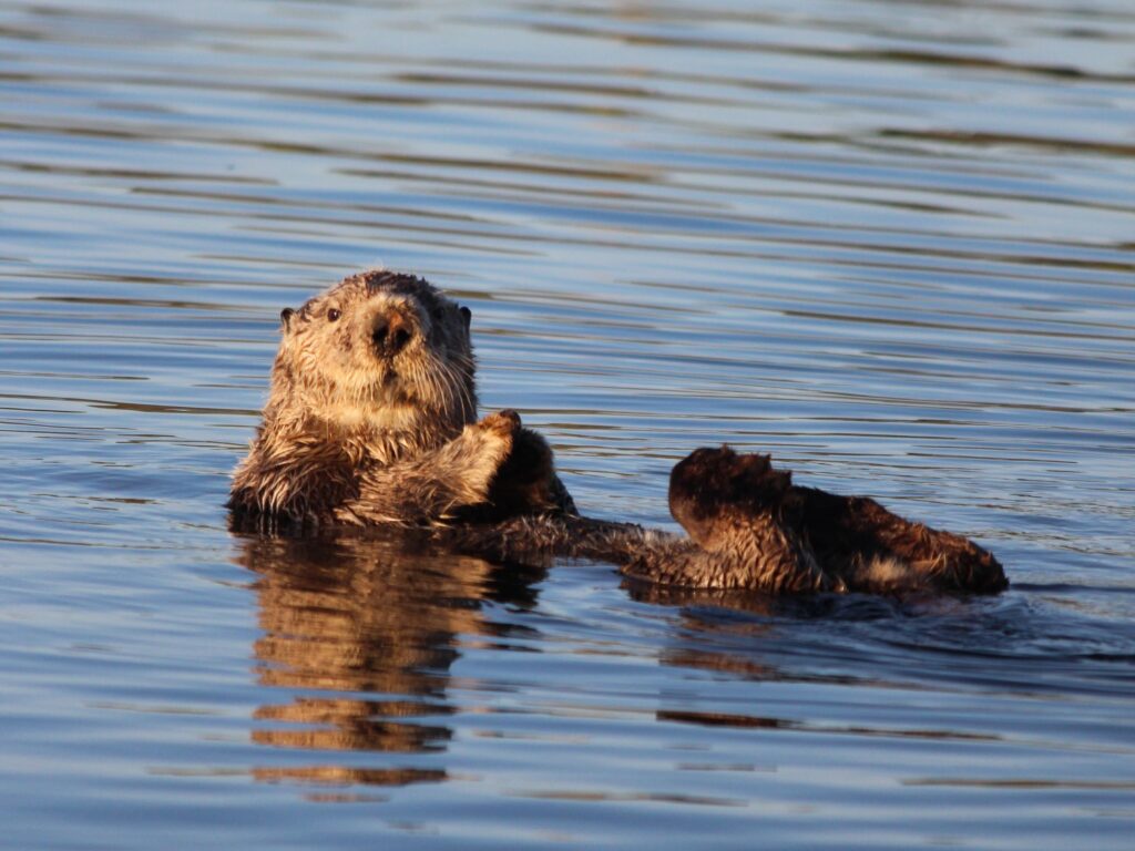 Otter©Perry Miller