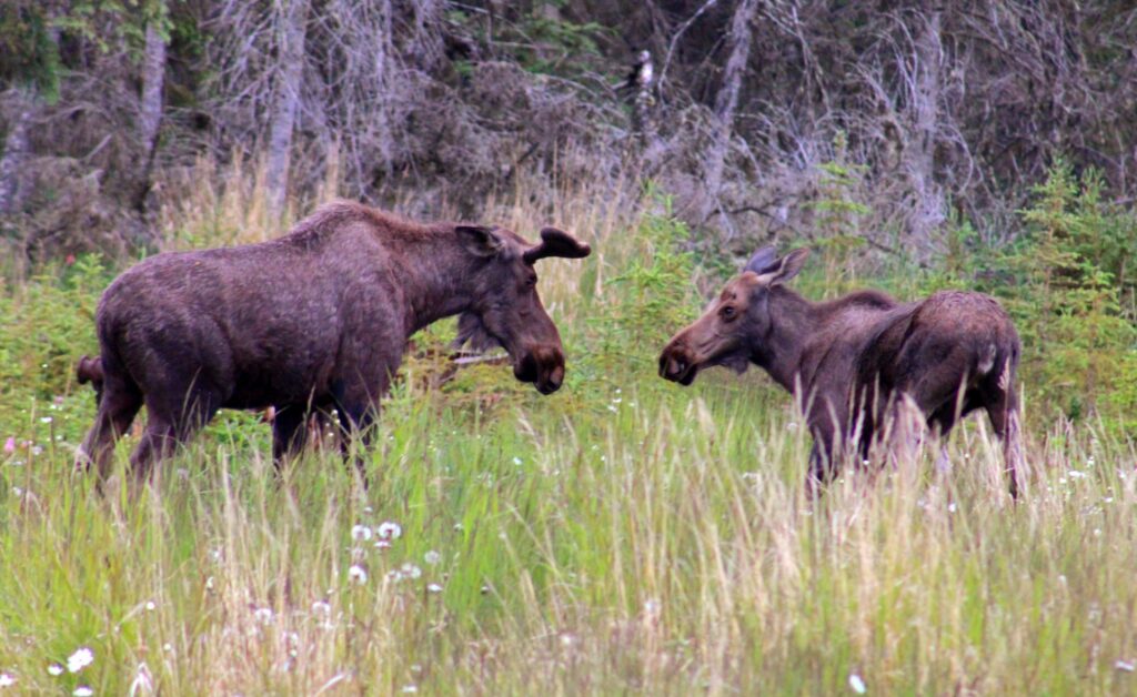 Moose Meeting ©Perry Miller