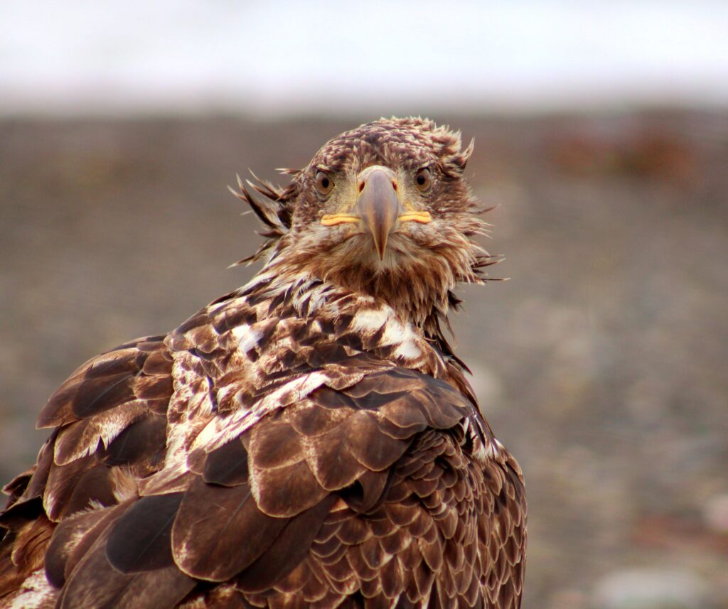 What You Looking At ©Perry Miller