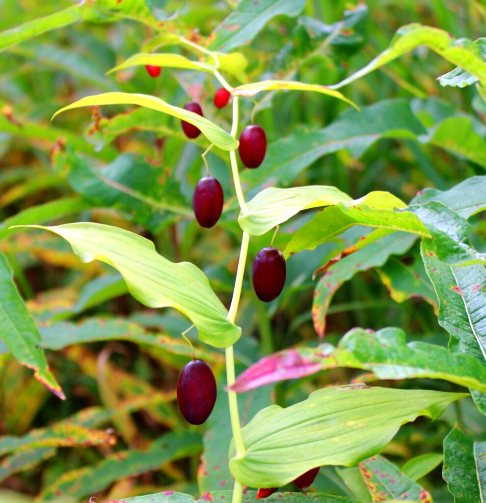 Watermelon Berries ©Perry Miller