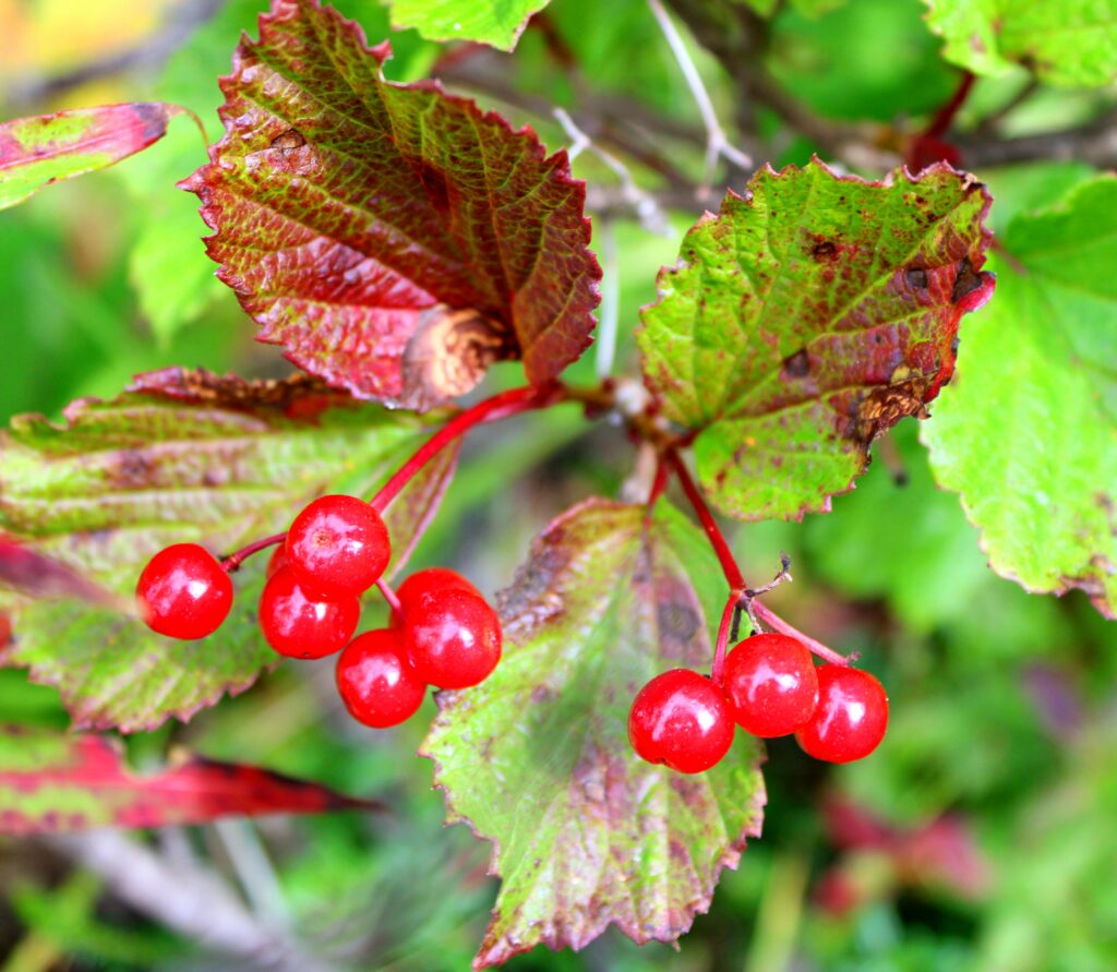 Berries ©Perry Miller